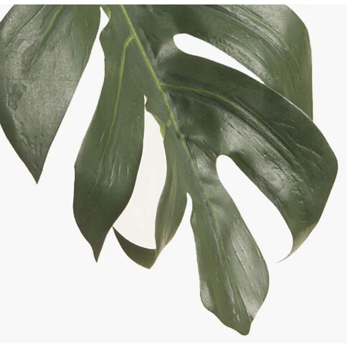 philodendron prince of orange standort Philodendron 'Prince of Orange' – Jungle Leaves