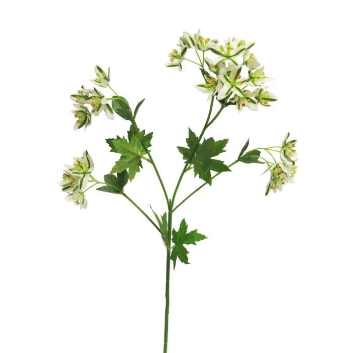 Deko Zweig Euphorbia marginata MENGWEN, Blten, creme-grn, 65cm