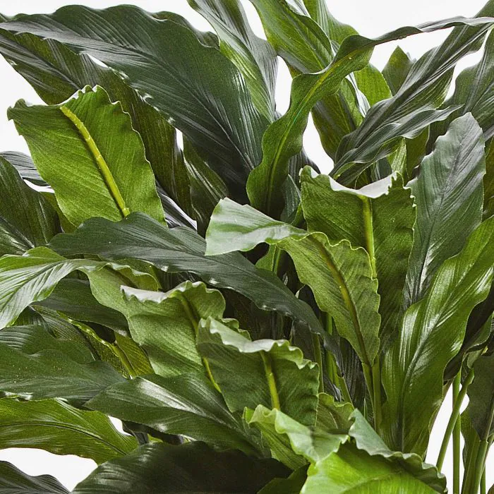 Kunstpflanze Calathea BAHATI, buschig, 85cm