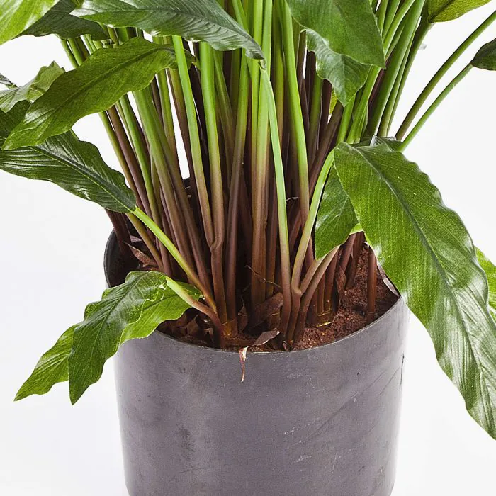 drachenbaum pflanze giftig für katzen Tipps zur Pflege deiner Pflanze : Dracaena Marginata – PflanzenFuerAlle main image 1