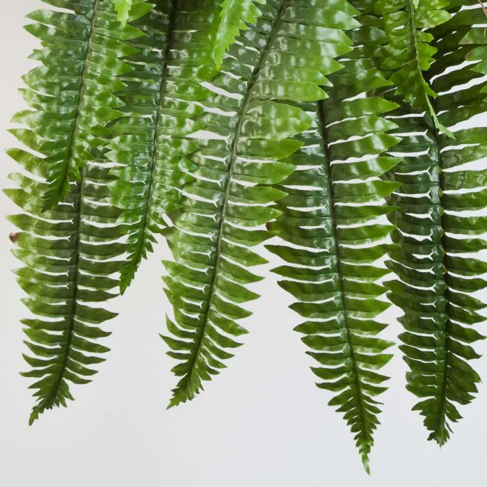 fensterblatt monstera deliciosa Monstera deliciosa (Fensterblatt) kaufen main image 1