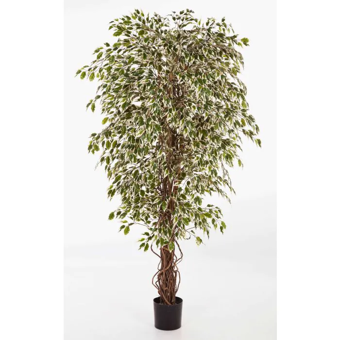 monstera farm Monstera White Monster main image 0