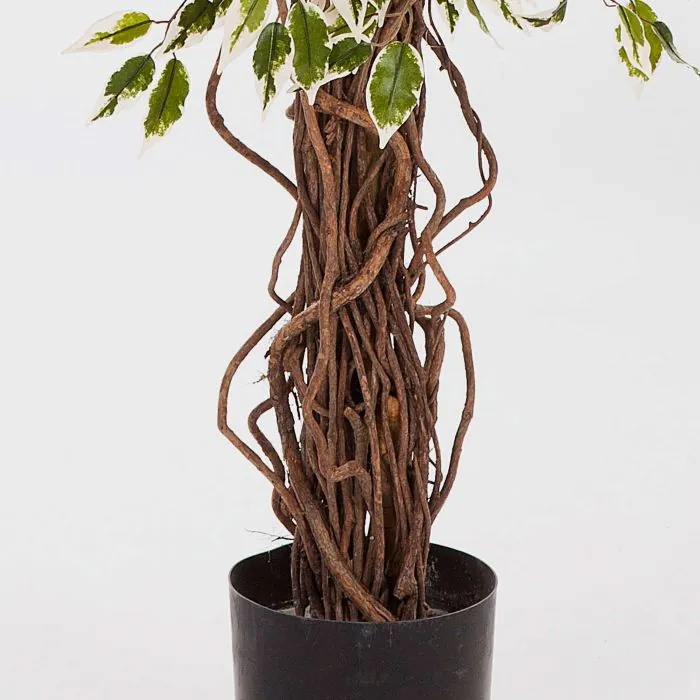 Kunst Ficus Benjamini DAKU, grn-wei, 210cm
