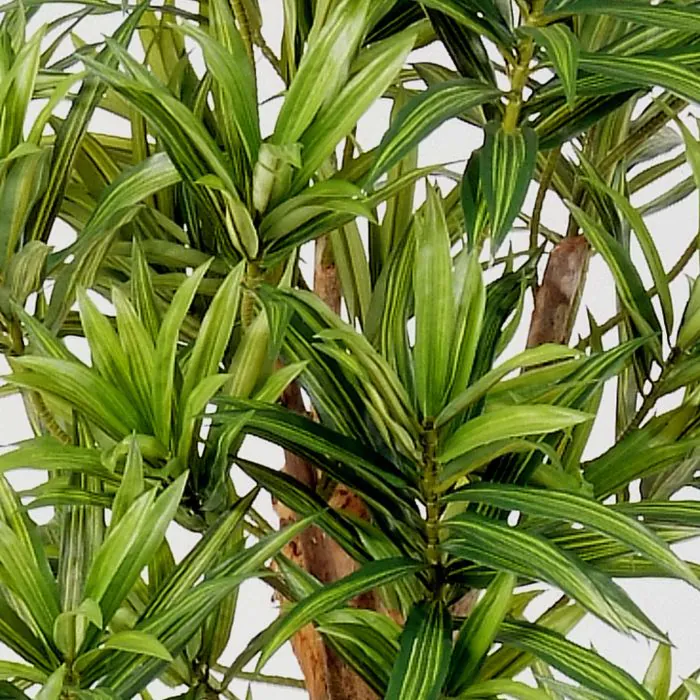 suche knstlichen weihnachtsbaum Knstlichen Weihnachts-/Tannenbaum online kaufen bei FLORADE  Florade.de