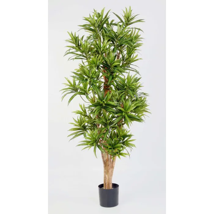 blte elefantenfu Beaucarnea Nolina recurvata