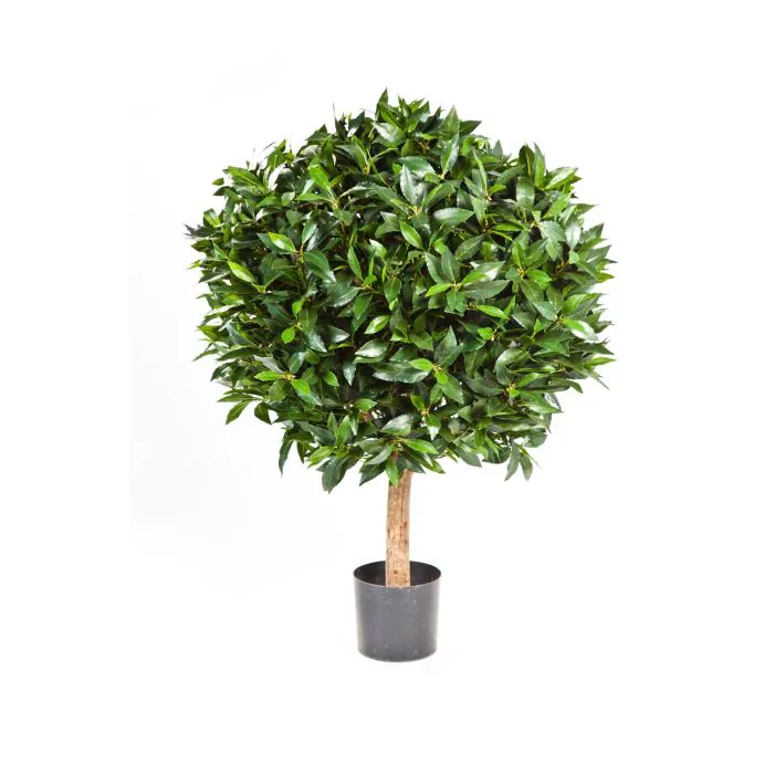 monstera 200 cm Monstera deliciosa XXL | Order online main image 0