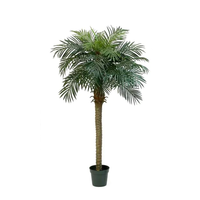 philodendron florida ghost kaufen Philodendron Florida Ghost