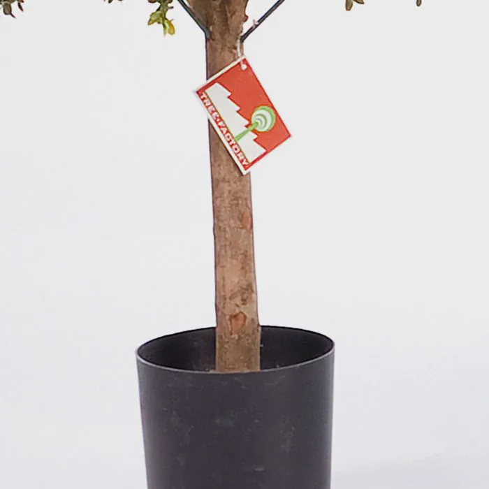 Knstlicher Buchsbaum TOM, Naturstamm, 55cm, 40cm