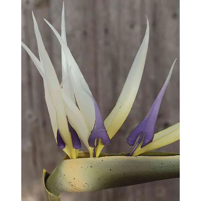 Kunst Paradiesvogelblume PARDIS wei-violett 75cm 17x23cm