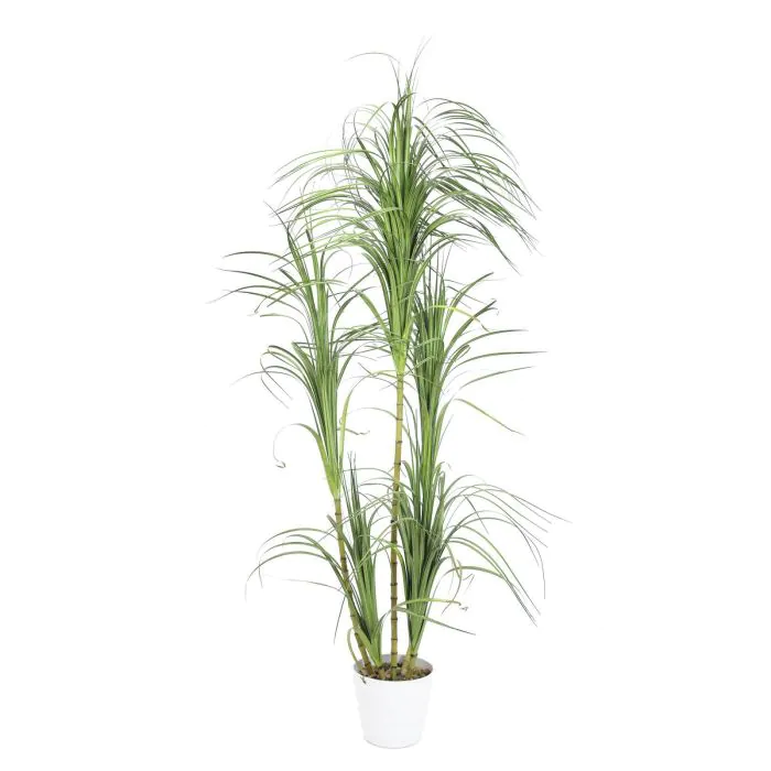 dracena marginata Dracaena Marginata Cane