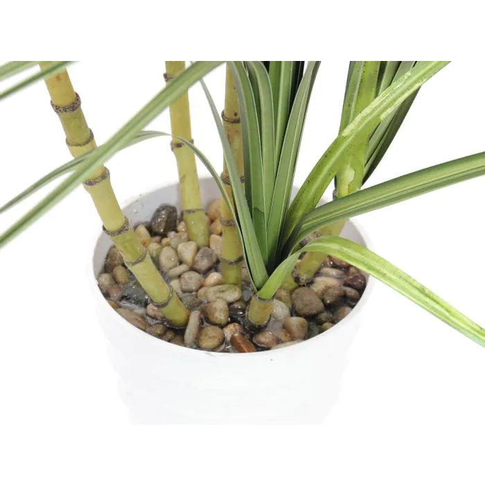 elefantenfuß 120 cm Beaucarnea Elefantenfuß 120 cm im Ø32 cm Topf