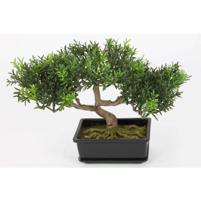 bonsai marketplace Complete Spruce Bonsai Grow Kit for Beginners  Buzzy Seeds