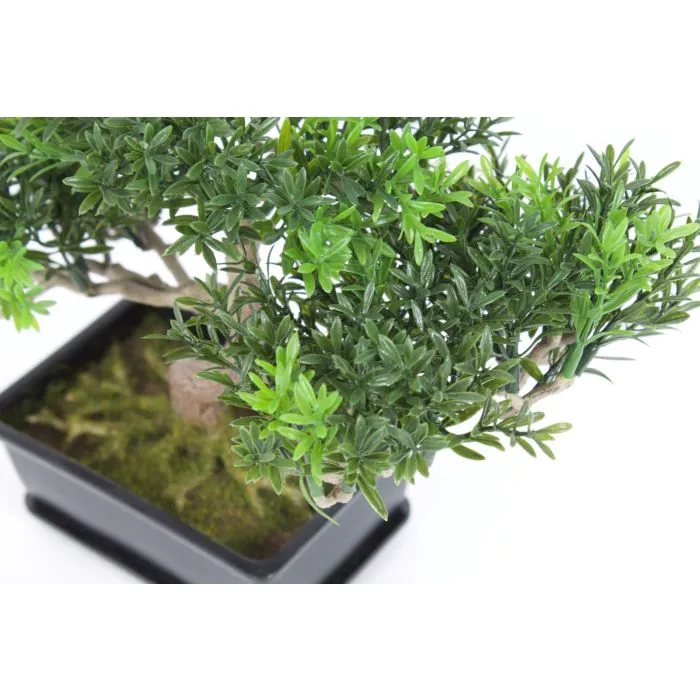 eibe taxus baccata kaufen Taxus baccata main image 0