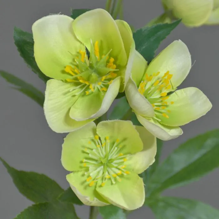 Künstlicher Christrosen Zweig ANYALA, grün-weiß, 60cm, Ø5-6cm