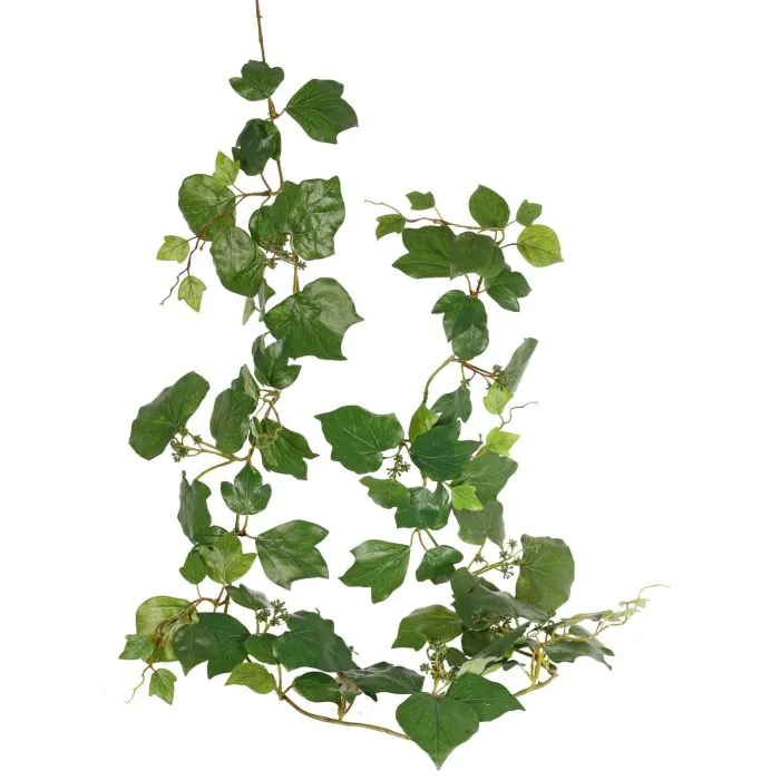 glückskastanie schlafzimmer Pachira Aquatica (Glückskastanie) kaufen? main image 0