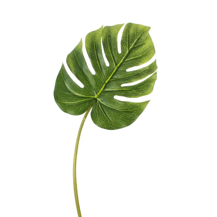 philodendron billietiae variegata Philodendron Billietiae Variegated – Alocasia Boutique