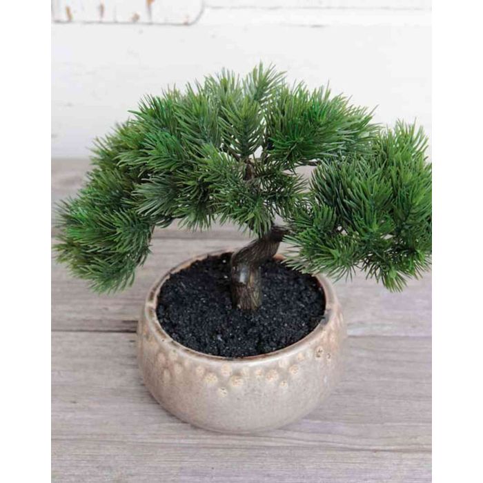 Kunst Bonsai Pinie mit Wurzeln ALDUR in Keramikschale, 21cm