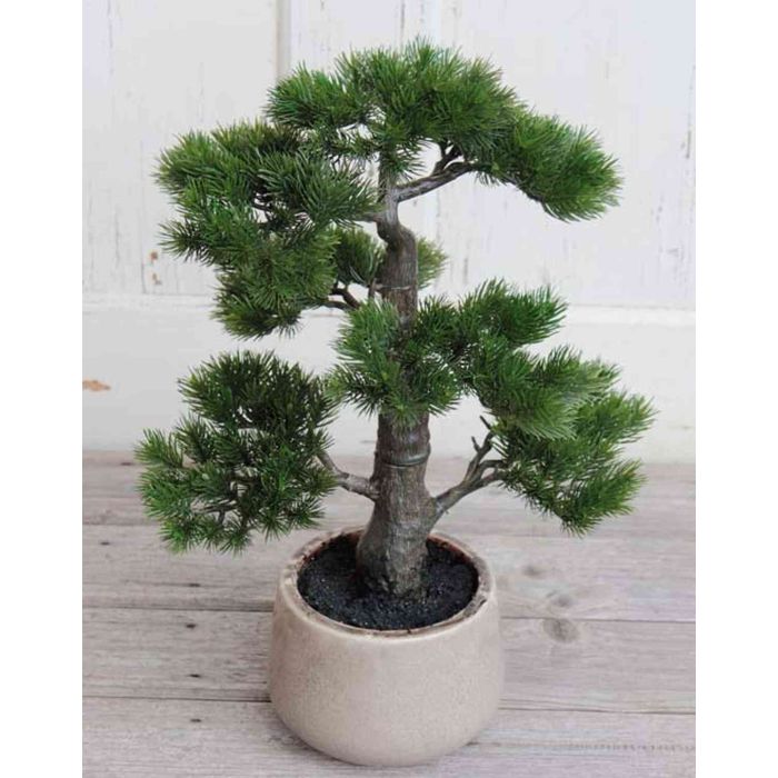 white bonsai 23 Year Old White Azalea Specimen Bonsai Tree