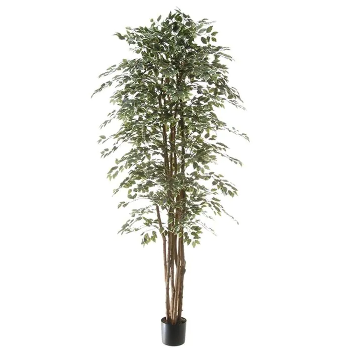 Kunst Pflanze Ficus Benjamini ALEJA, Echtstamm, grn-wei, 210cm