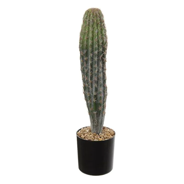 gummibaum wachstum pro jahr Gummibaum Robusta - Ficus elastica Robusta main image 0