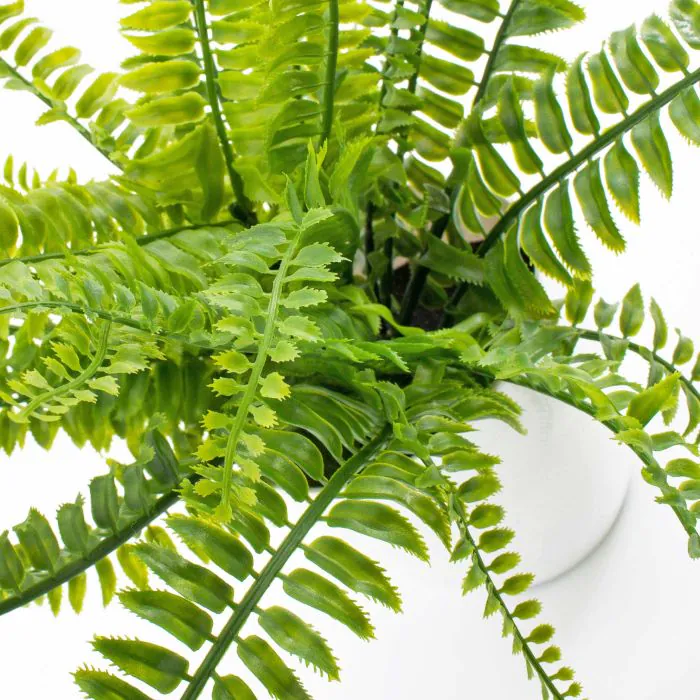 kentia palme 150 cm Howea Forsteriana Kentia-Palme 24cm 150cm Zimmerpflanze kaufen