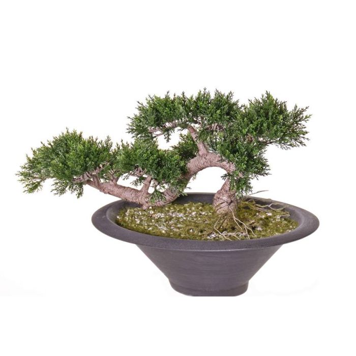 Kunstpflanze Bonsai Zeder LOMAR in Dekoschale, 40cm