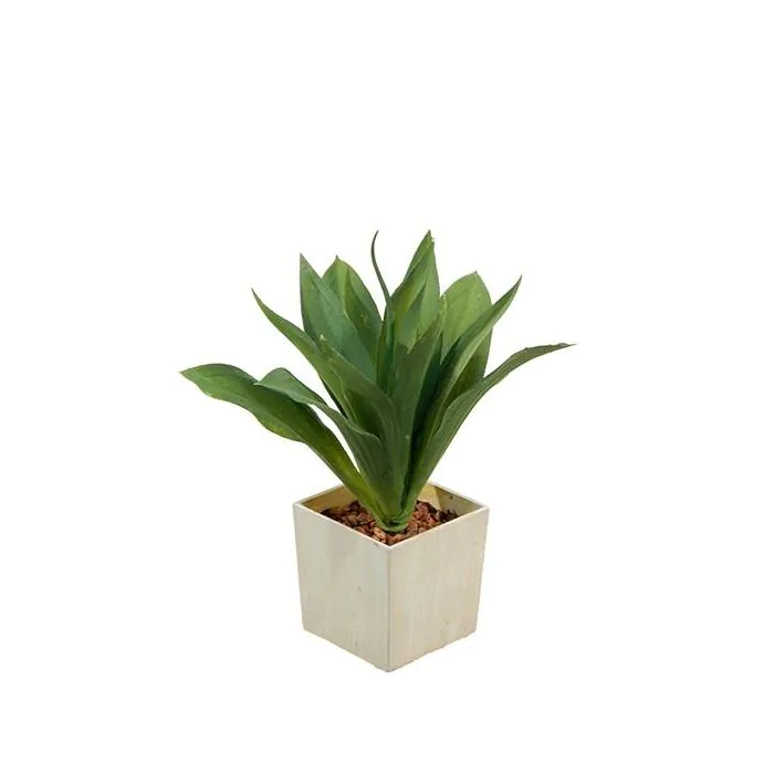 bogenhanf blatt weich Bogenhanf 'Hahnii Golden Edge' – Foliage Factory main image 0