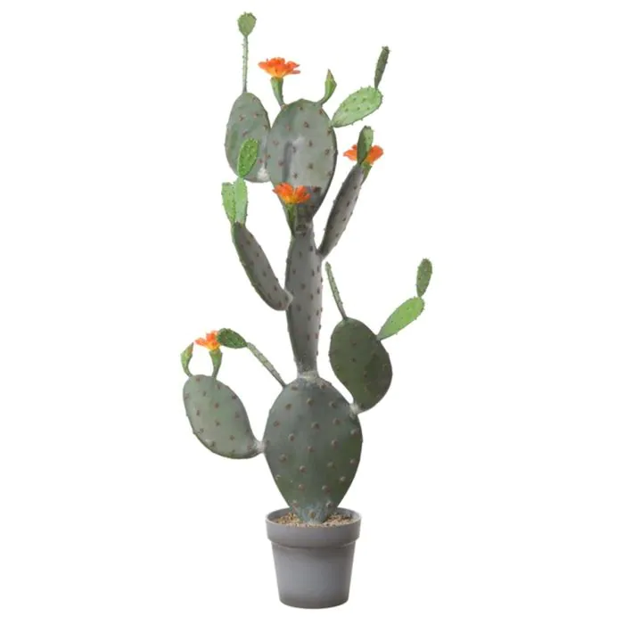 es plant Cutting of anthurium silver blush, a rare and elegant plant –  plantandstories main image 1
