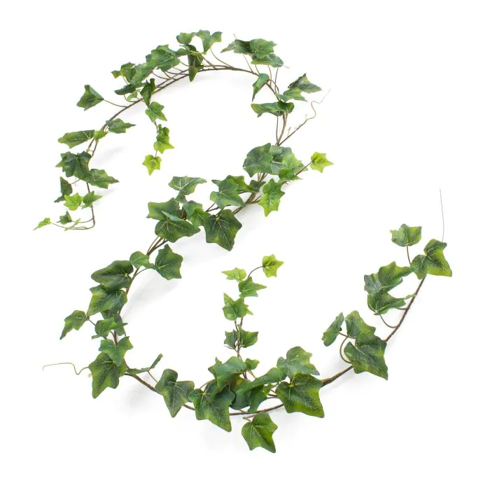 efeutute marble queen standort Efeutute Marble Queen main image 1