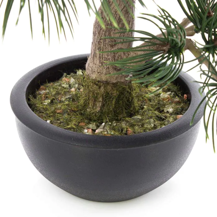 bonsai ficus ikea Potted Ficus Microcarpa Bonsai – Plant Studio LLC