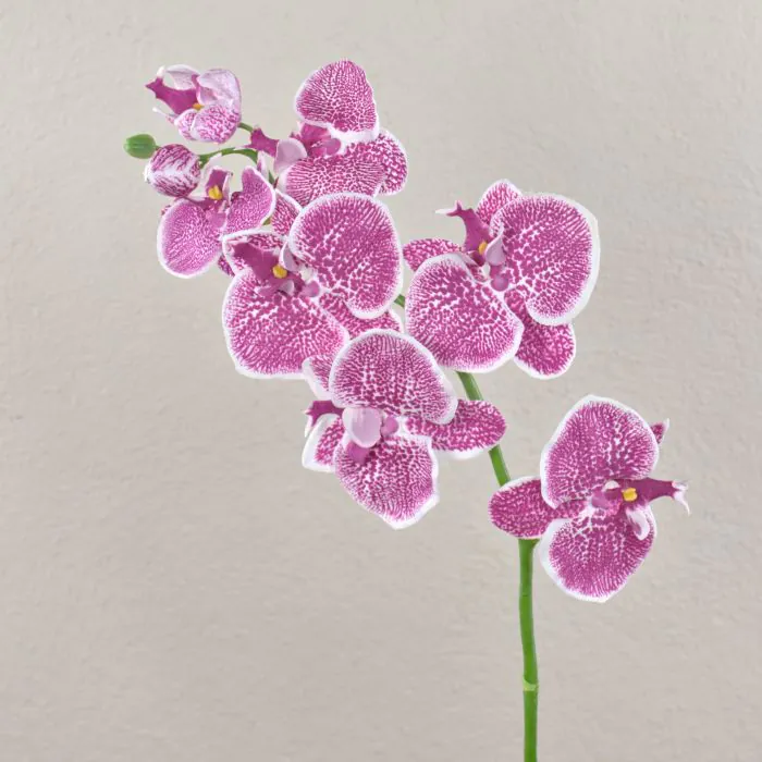 Dekozweig Phalaenopsis Orchidee CEDRA violett-wei 75cm