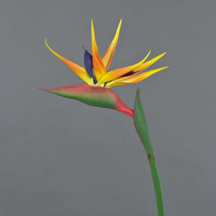 saatgut gemüse Bio-Gartengemüse Samen-Set kaufen main image 1