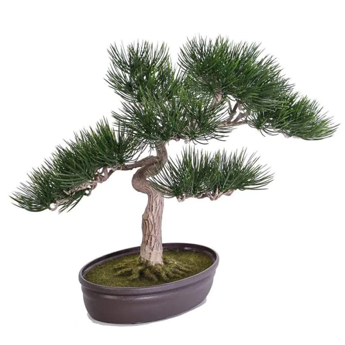 bonsai plus Bonsai Plus main image 0