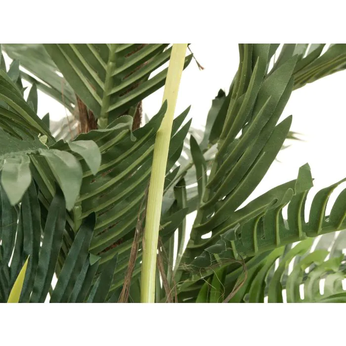 monstera 'thai constellation 10" Monstera Thai Constellation
