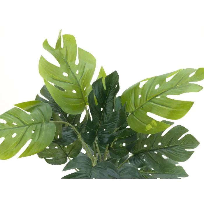 philodendron verrucosum giganteum Philodendron Verrucosum  Dutch Growers Regina