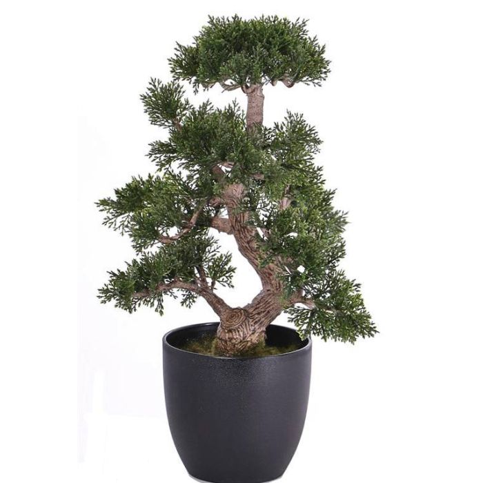 eibe wasserbedarf Gewöhnliche Eibe – Taxus baccata – Heinis Baumschulen main image 1