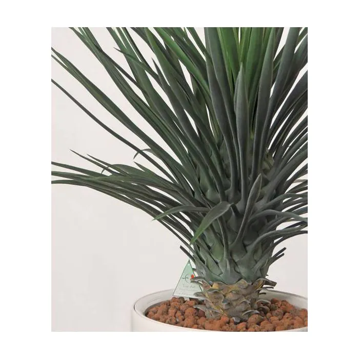 Kunst Yucca Rostrata DRAKE, 80cm, 60cm