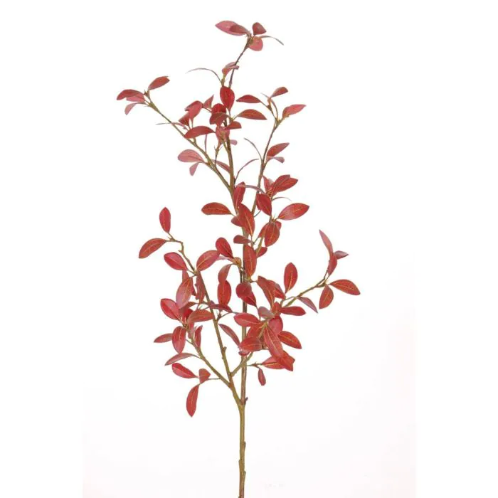 philodendron micans wiki 4