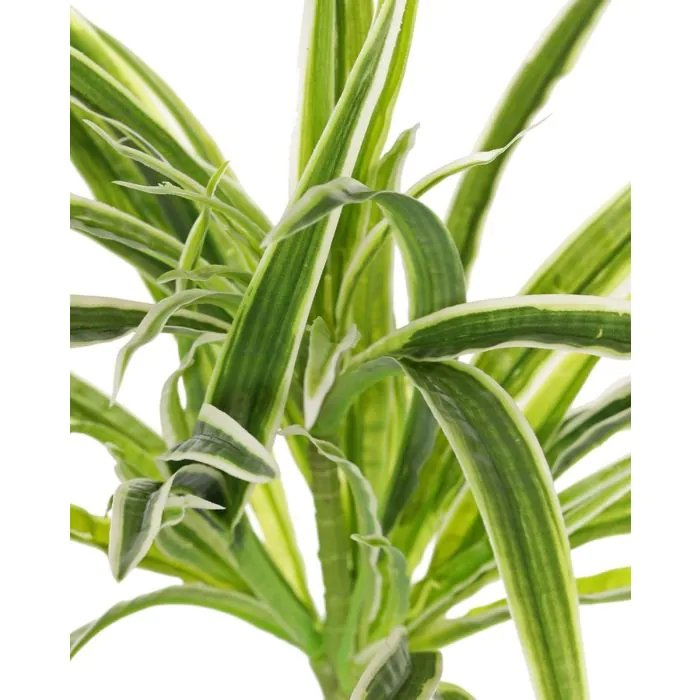 thai monstera kaufen Shop 'Thai Constellation Monstera' Care & Growing Guide main image 0