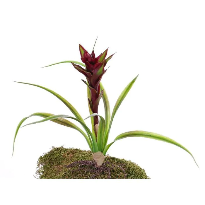 Kunst Guzmania ANELY auf Steckstab, rot, 40cm