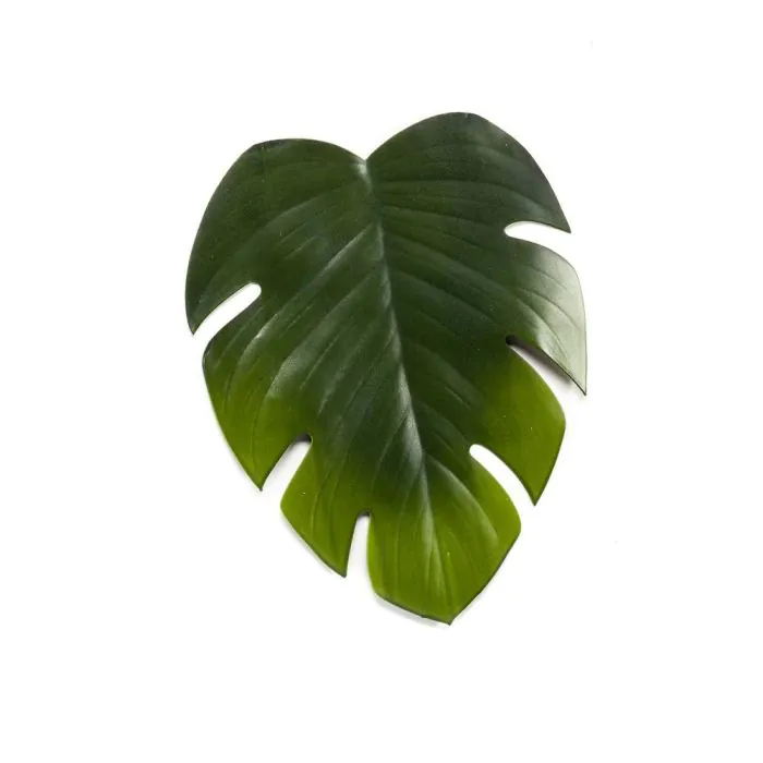philodendron thai constellation Philodendron Monstera Thai Constellation XL Plant