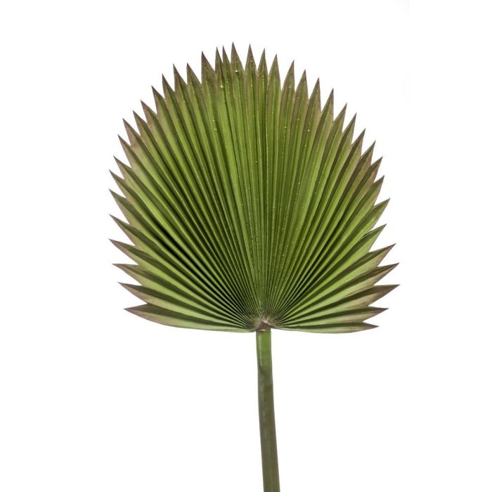 Knstlicher Washingtonia Palmwedel NAWAL, 120cm