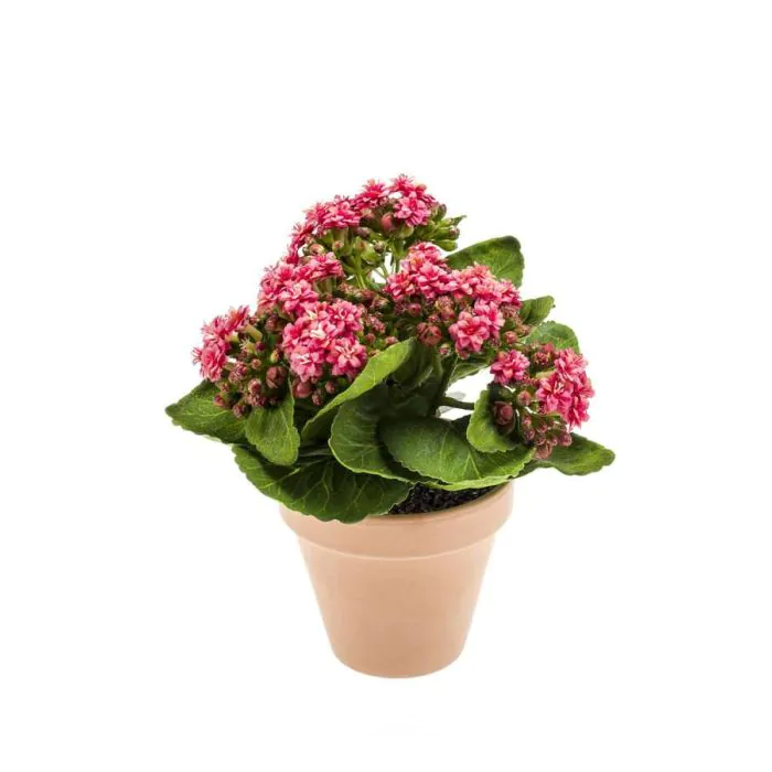pflanztopf klein 2. Wahl !! Blumentopf ø ca. 26 cm Durchmesser oben aus Terracotta, Pfl – La  Casa main image 1