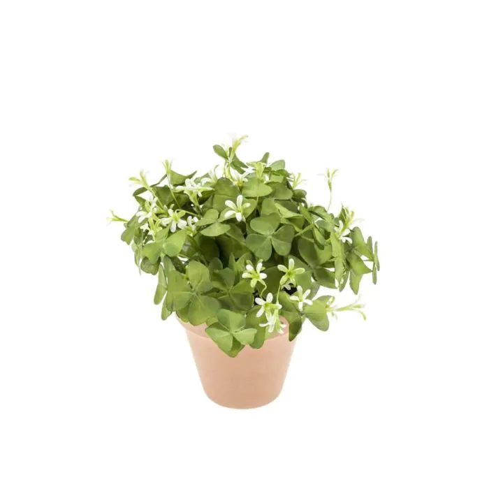 verschiedene zimmerpflanzen in einem topf Pokojové rostliny Green Mix 'Lopez' – 4 rostliny – květináč 17 cm, výš main image 0