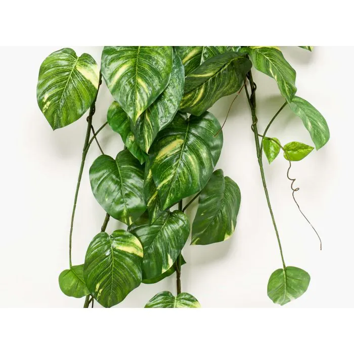 farn im topf kaufen Nephrolepsis Exaltata Green Lady Farn – Zimmerpflanze im Korb Ø12cm Hö main image 1