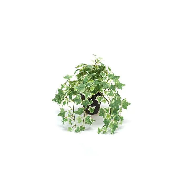 goldene efeutute Golden pothos (Epipremnum) buy – Vienna – MO BLUMEN main image 0