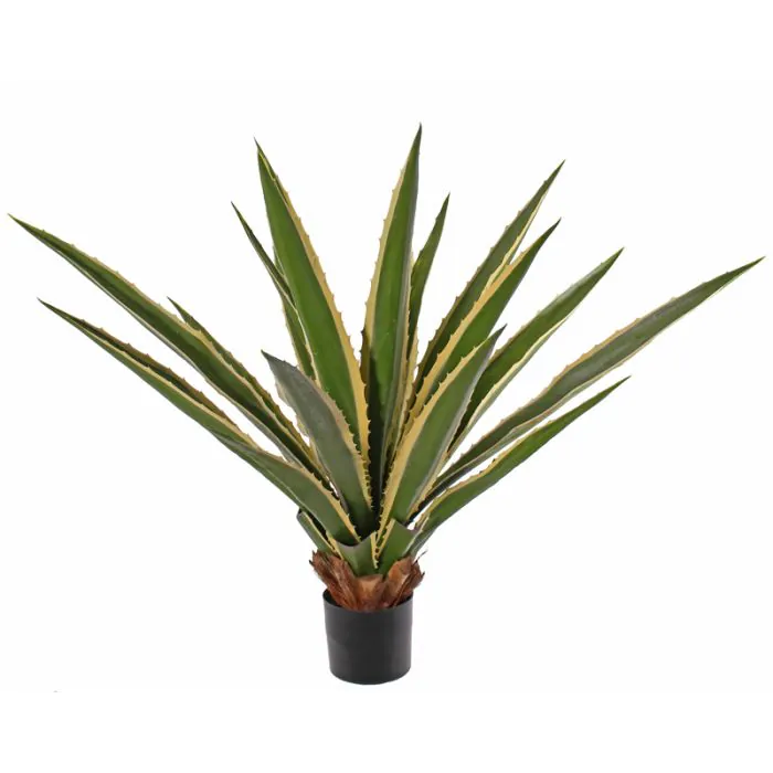 bogenhanf fernwood Sansevieria Fernwood Mikado main image 0