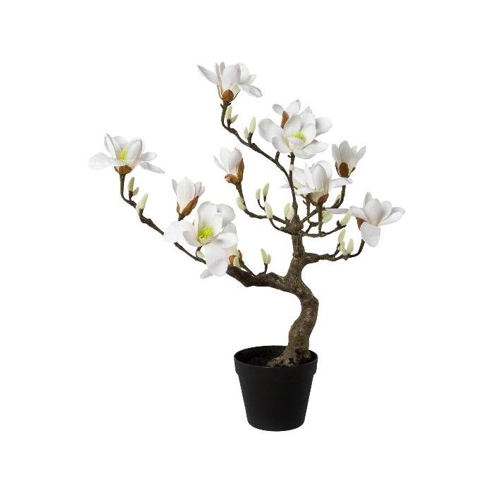 muss man bambus jeden tag gießen Bambus Dünger Flora Boost für gesunde und prächtige Bambuspflanzen main image 1