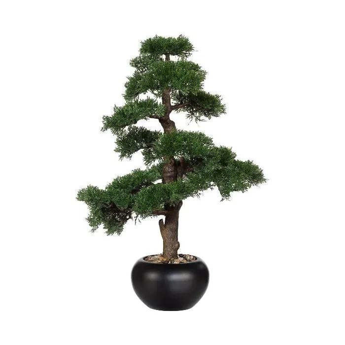 bonsai tree easy care Tiger Bark Ficus Bonsai 18 years old main image 0