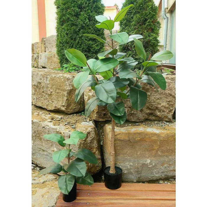 heartleaf philodendron deutsch Heartleaf Philodendron